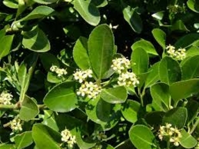 EUONYMUS