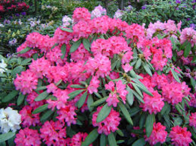  Rhododendron 