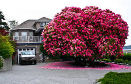Tree and Shrub Care programs Tree and Shrub Care programs